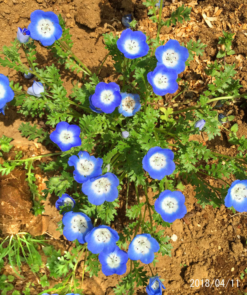 園芸ブログ始めました 花tani ガーデン