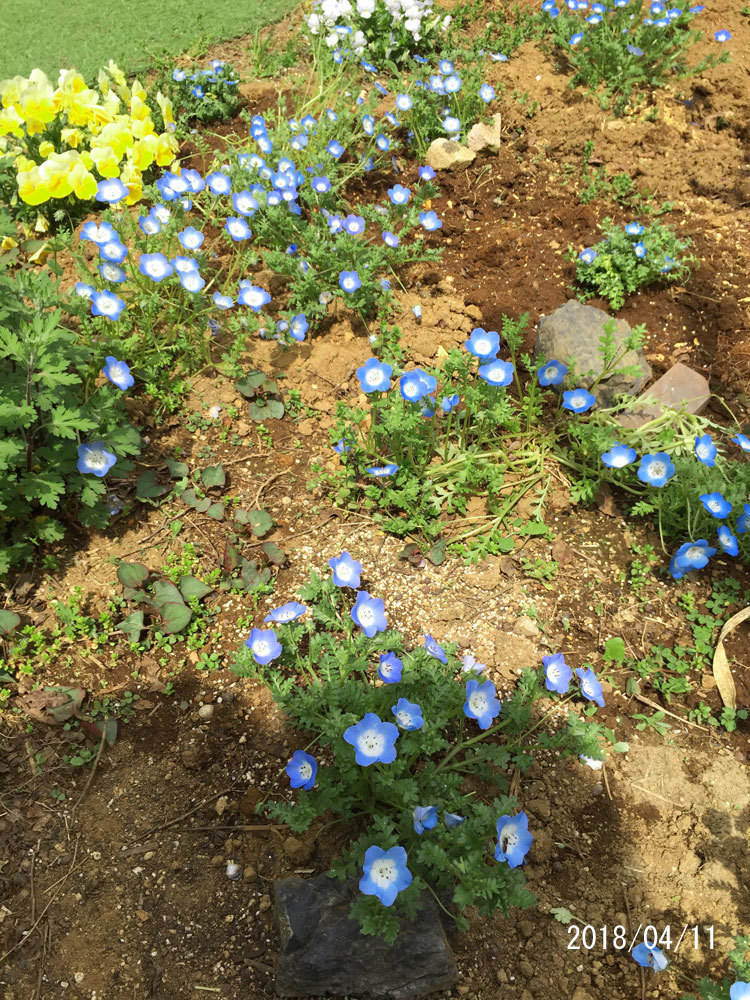 園芸ブログ始めました 花tani ガーデン