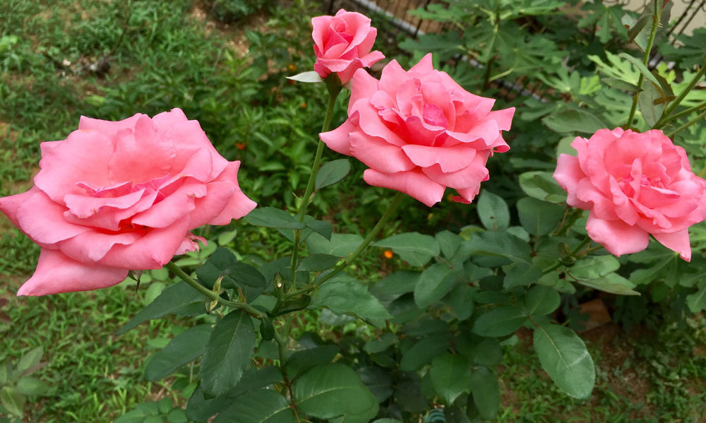 庭のバラ全種ご紹介 花tani ガーデン