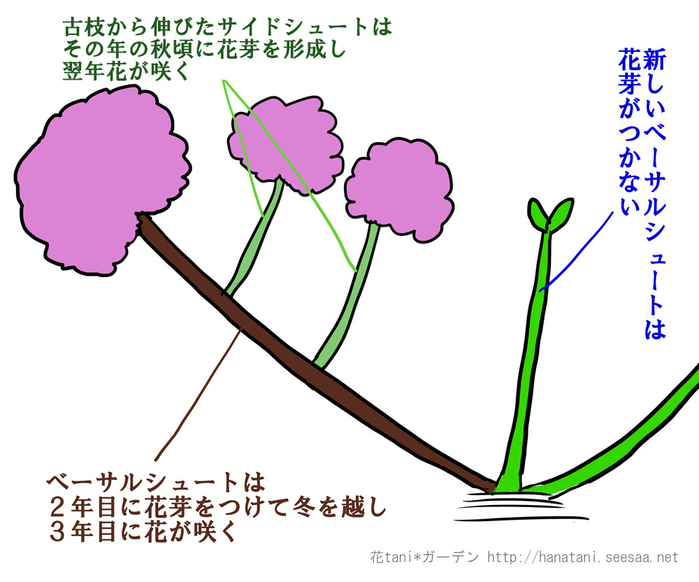 アジサイの花芽研究 花tani ガーデン
