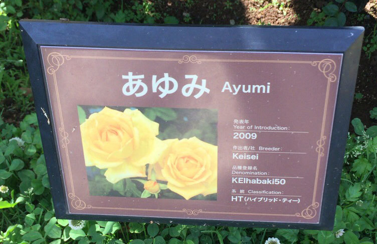 京成バラ園18 花tani ガーデン