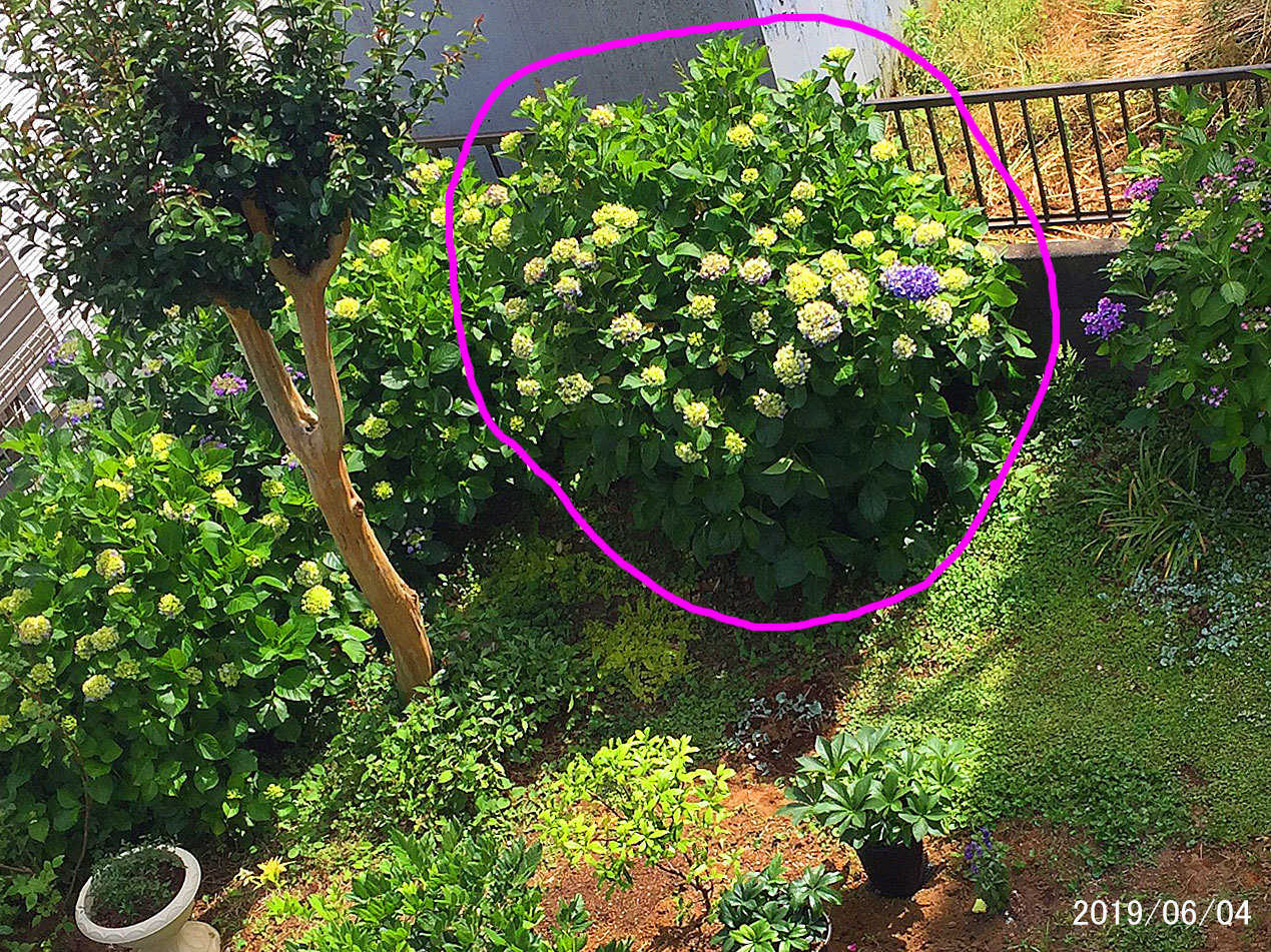 紫陽花スリム化剪定１年後 花tani ガーデン
