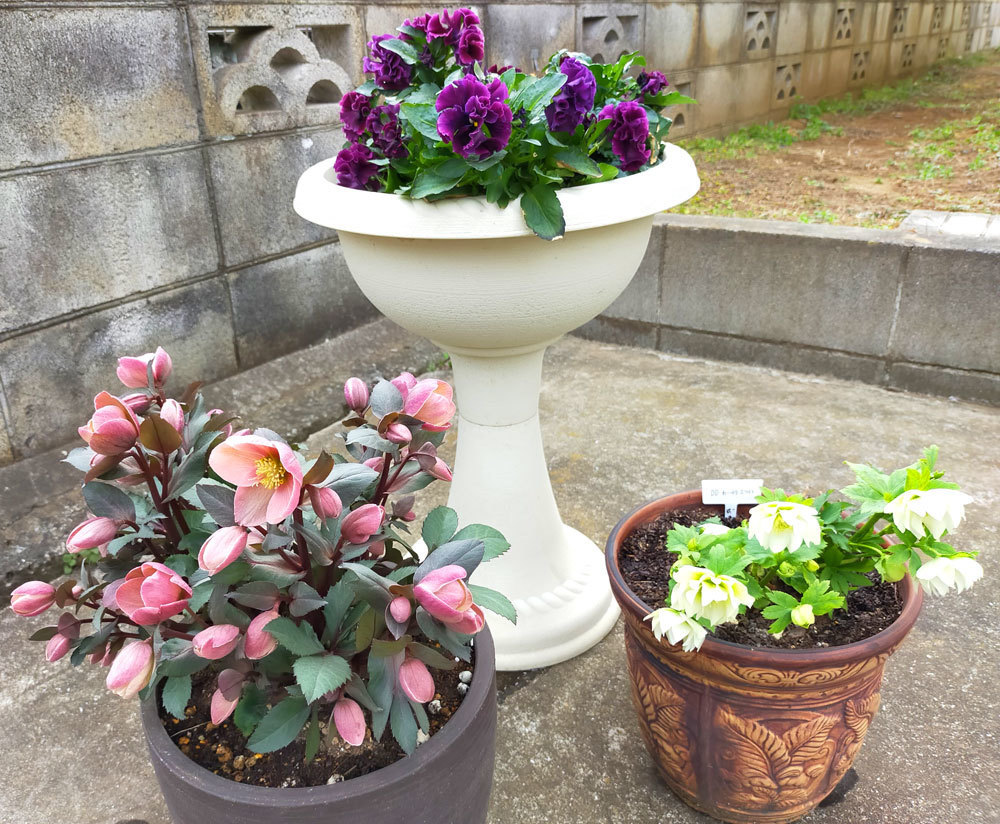 アッサンブラージュ〛春の寄せ植え パンジービオラ 花かんざし