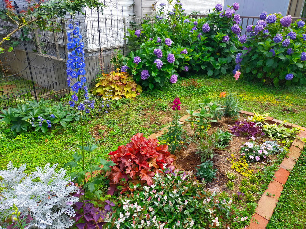 挿し穂(ᵔᴥᵔ)♡アンティークな紫陽花♡素敵なお庭♡ ᵔᴥᵔ